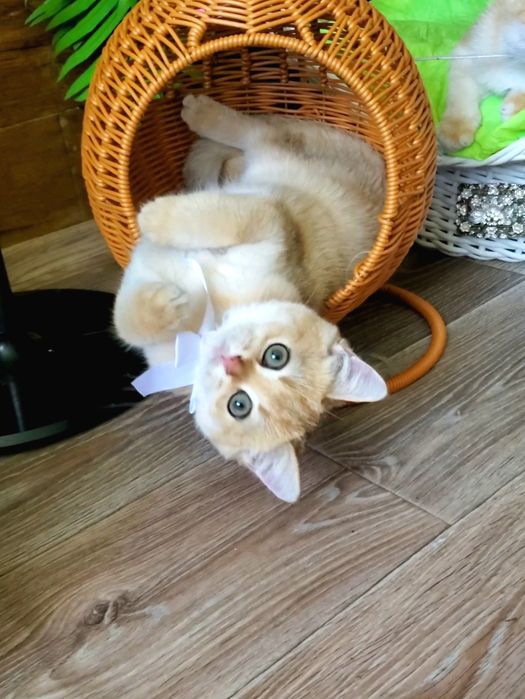 Нежные малыши для души. Котята золотая шиншилла.