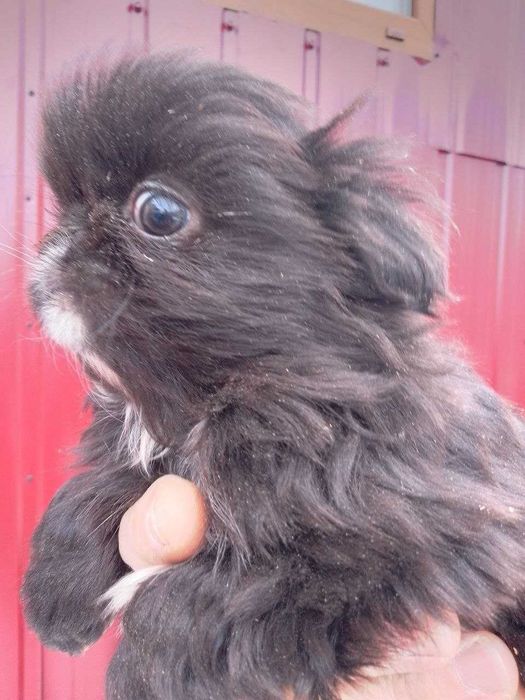 чистокровні пекінеси