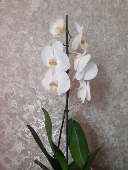 В наявності орхідеї