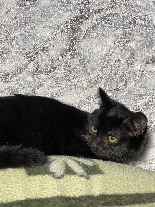 Відам котят в добрі руки!