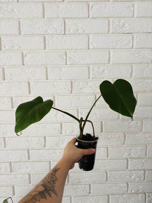 Monstera deliciosa