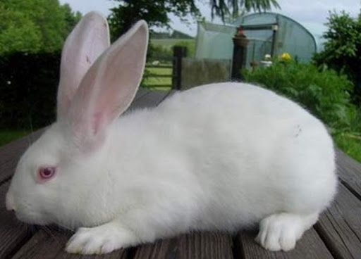 Продам кроликов термонская белая