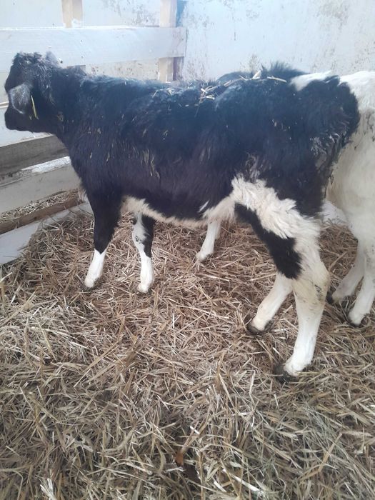 Byczki cielaki sprzedam