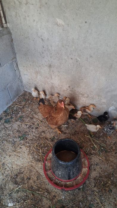 Galinha  com 16 Pintainhos