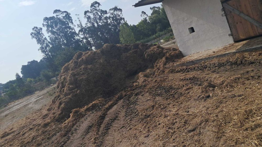 Estrume de Cavalo - Vagos, Aveiro