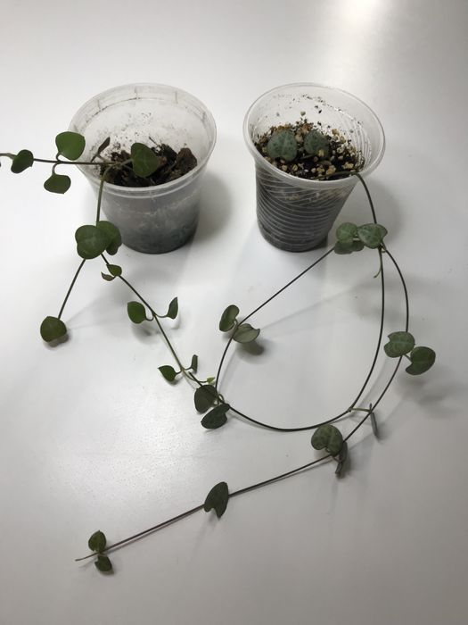 Церопегия Вудда и зеленая