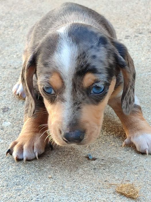 Teckel macho Caninchen