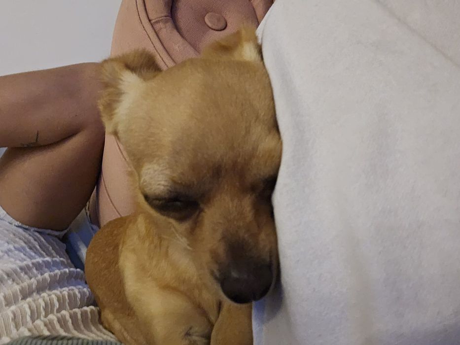Adoção de animais