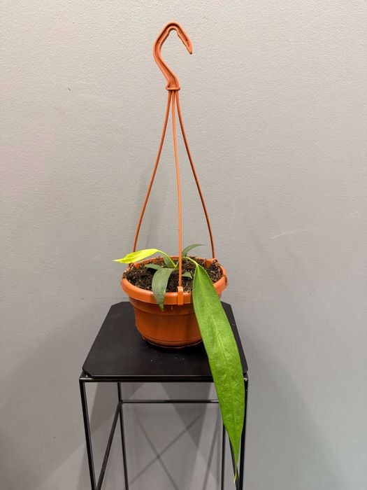 Anthurium Wendlingeri Anturium
