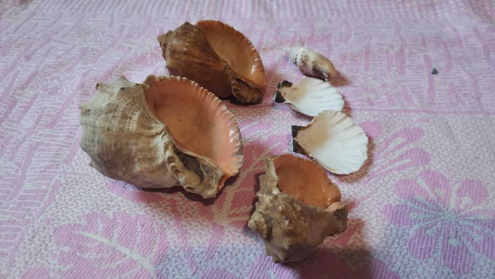 Продам ракушку, ропана. Морская раковина, ракушка. Для аквариума.