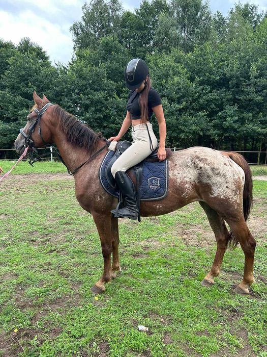 Klacz rasy apalosa  6l 165cm