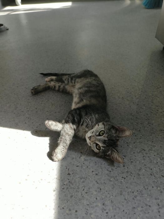 Dou gatinhas 3 meses