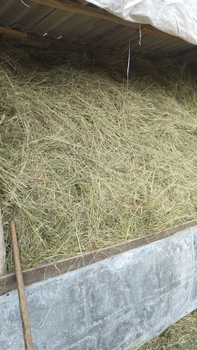 Продам сіно різнотрав'я.