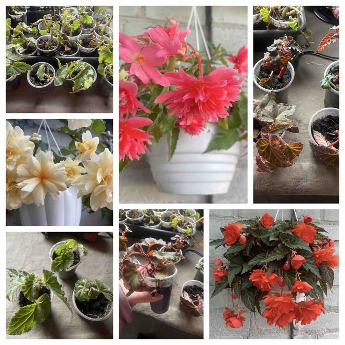 Саджанеці.  слива пізня . Роза