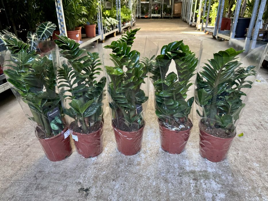 Варієгатний чорний дерево заміокулькас замиокулькас долларове зензі