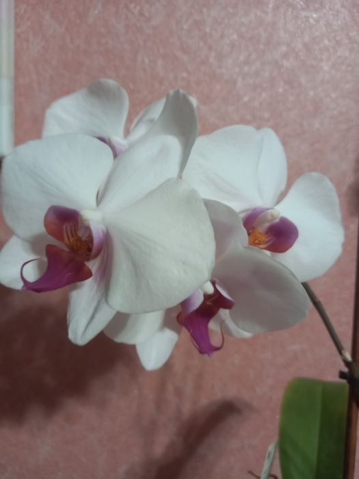 Орхідеї  різні кольори, дітки)