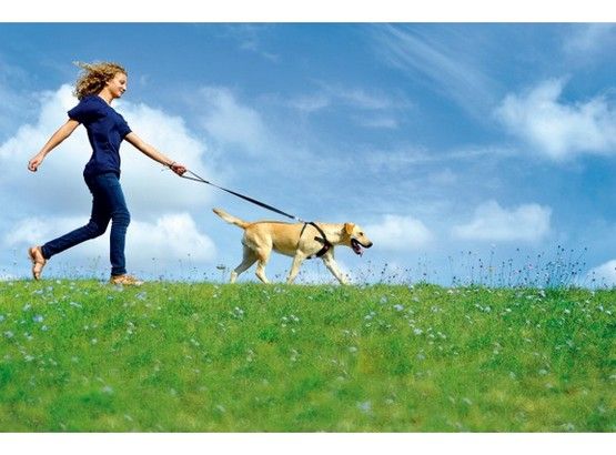 Wytrzymała smycz samochodowa z klamrą do pasów bazpieczeństwa dla psa