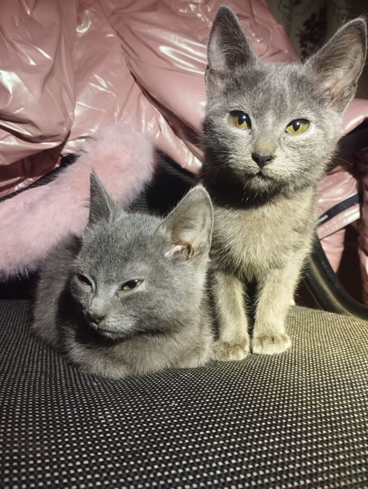 Віддам 2х котиків