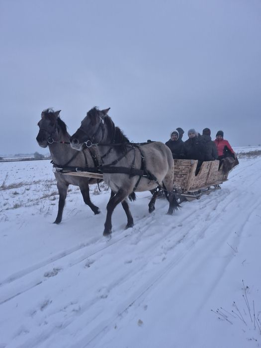 Kulig kuligi zaprzęgiem konnym