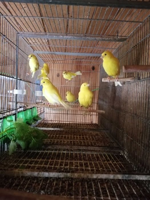 Canários lipocromo amarelo intensos e nevados