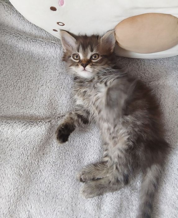 Кошеня шукає дім