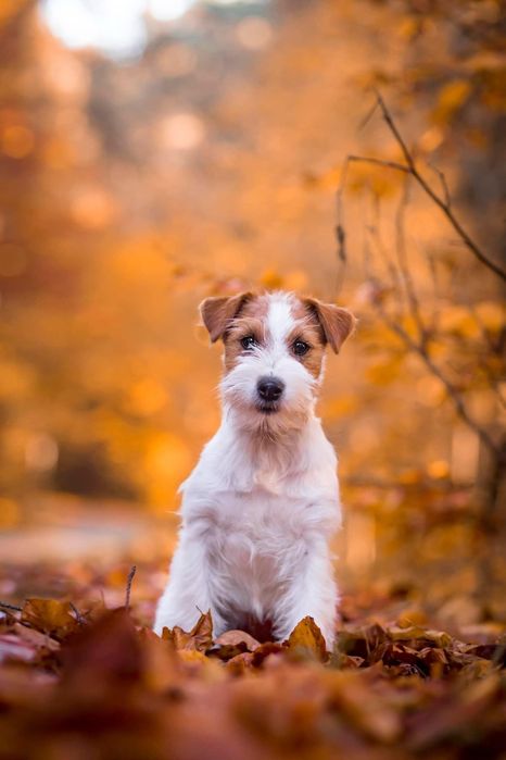 Jack Russell Terrier CherryLoveFCI oczekujemy szczeniat!
