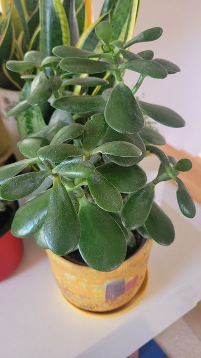 Duże drzewko szczescia