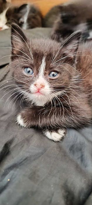 Чудовий котик в пошуках родини