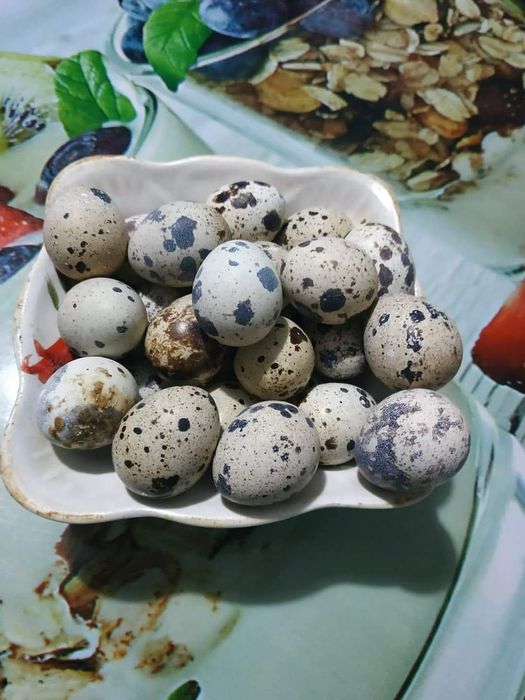 Перепелині домашні яйця