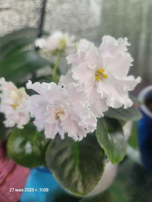 Мини фиалки и стандарти