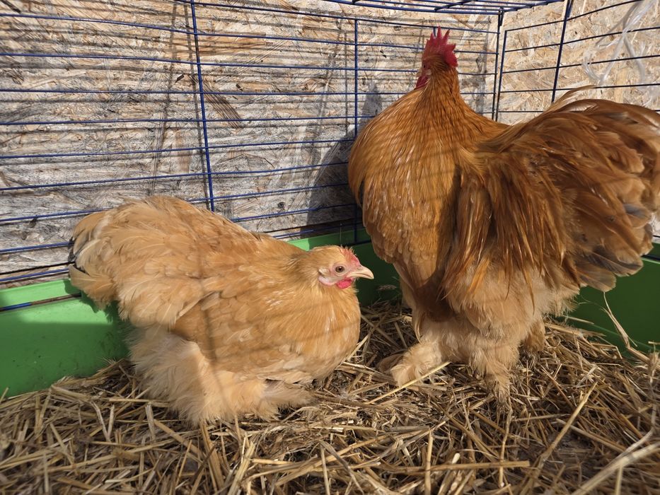 Karzełek kochin i karzełek łapciaty