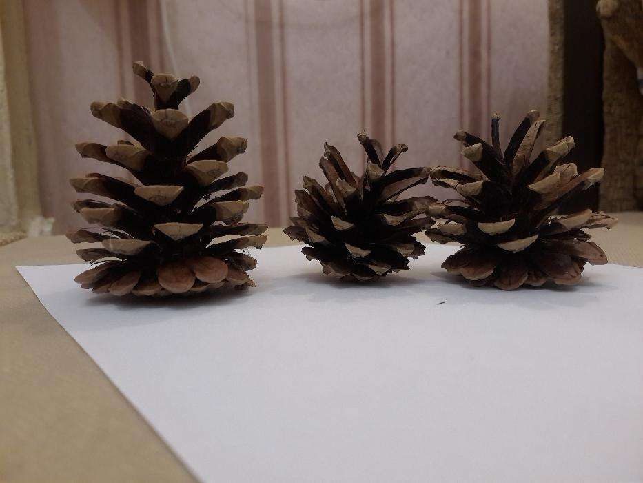 Шишки сосновые купить отборные крупные сухие для декора