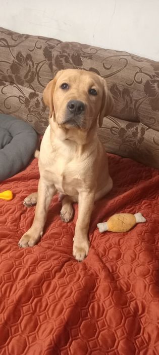 Шикарний хлопчик чекає на маму і тата