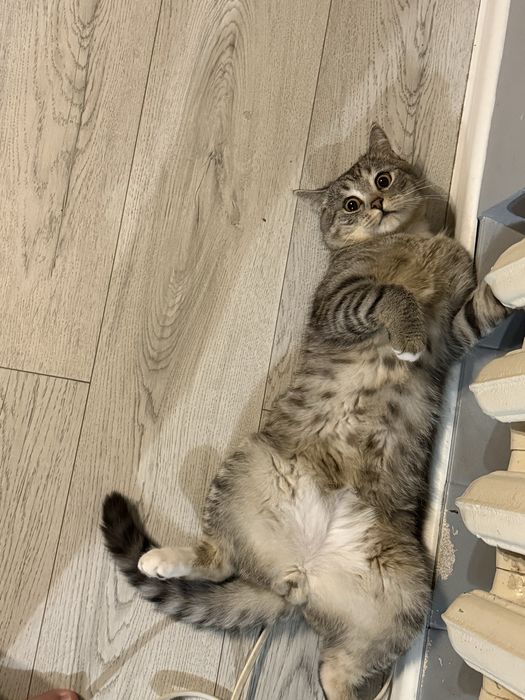 Віддамо кота у добрі руки