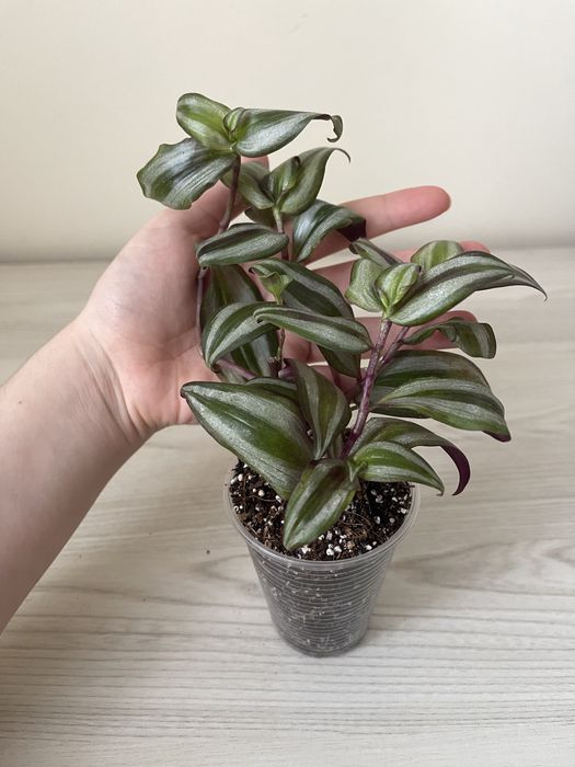 Маранта, сциндапсус, традесканція