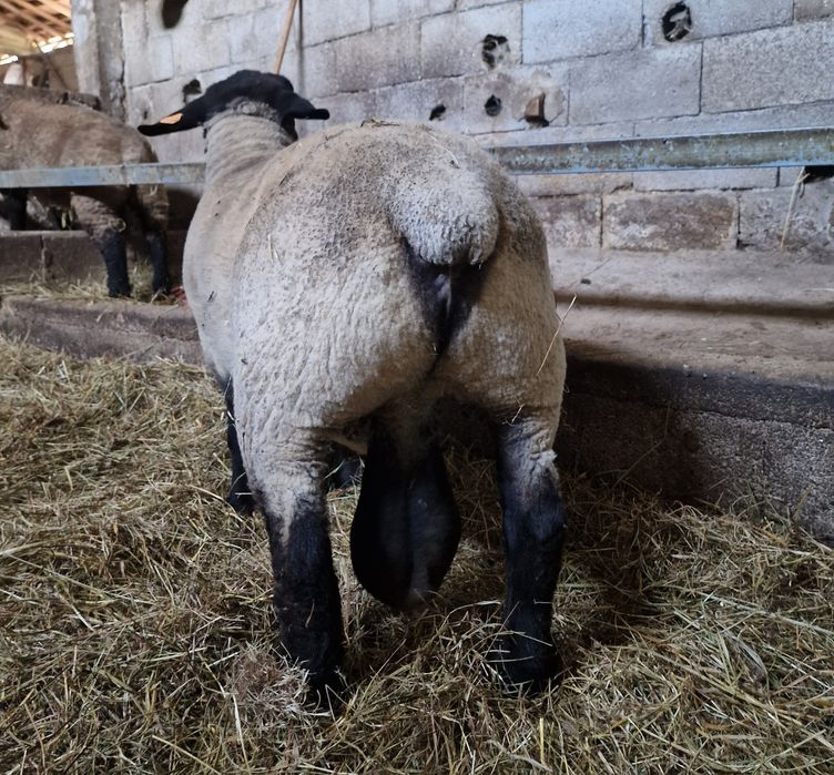 Ovelhas da raça suffolk