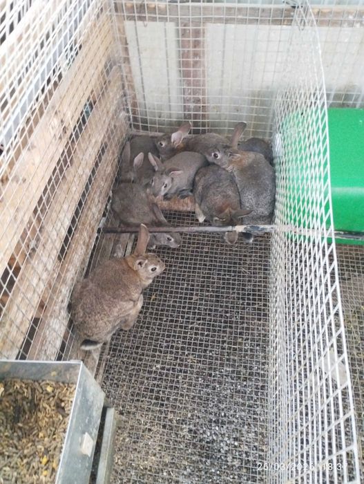 Vende-se Coelhos grandes e pequenos