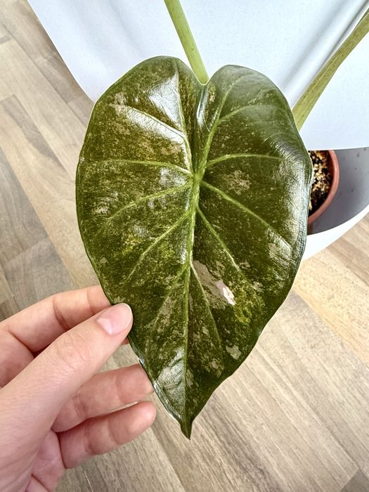 Alokazja Wentii Pink Albo Splash Variegata