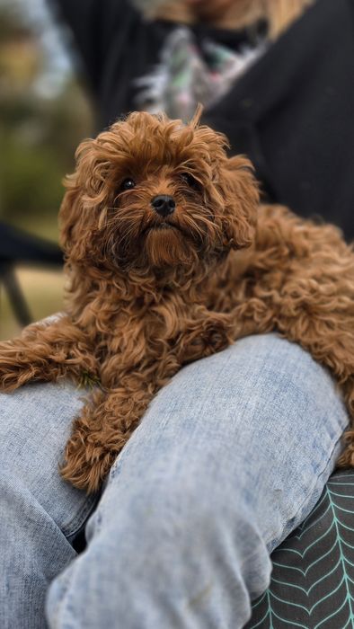 Cavapoo F1b sunia