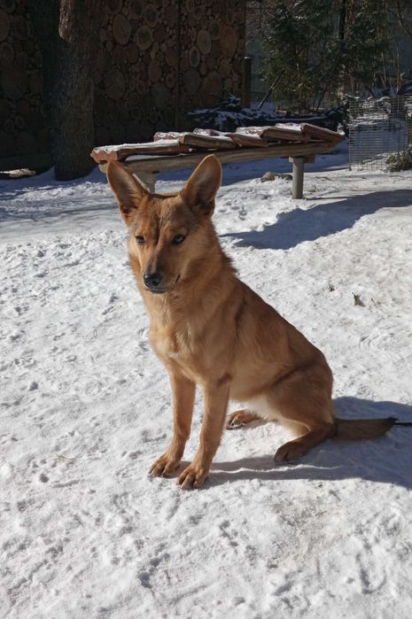 Шукає дім невеличка собачка цуценя щенок песик Безкоштовно
