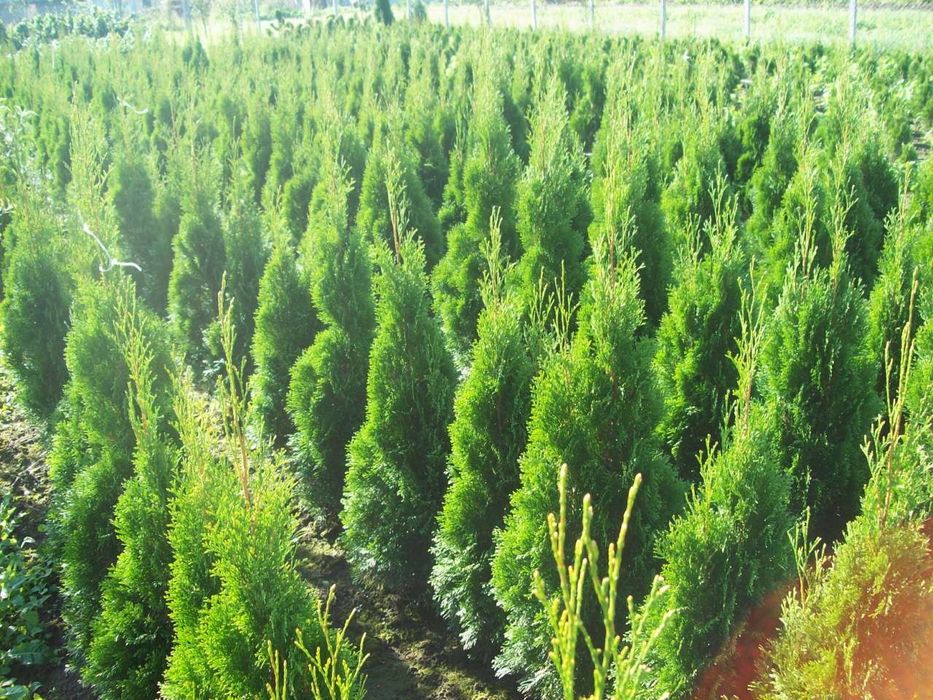 Туя под высадку  доставка посадка