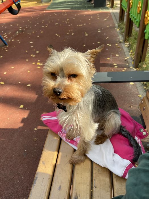 Вязка йорк, йорк ищет невесту