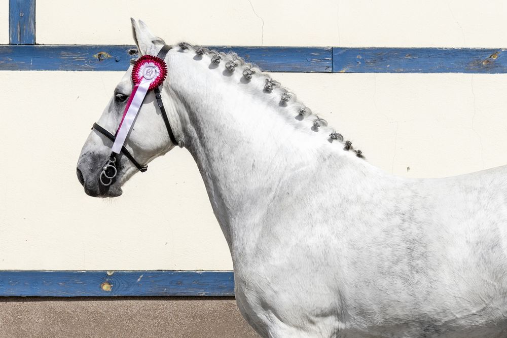 Stanówka Ogier śląski Ramzes II