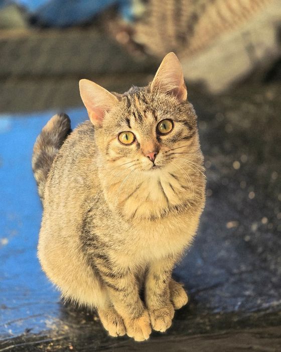 Maleńka Junko szuka domu