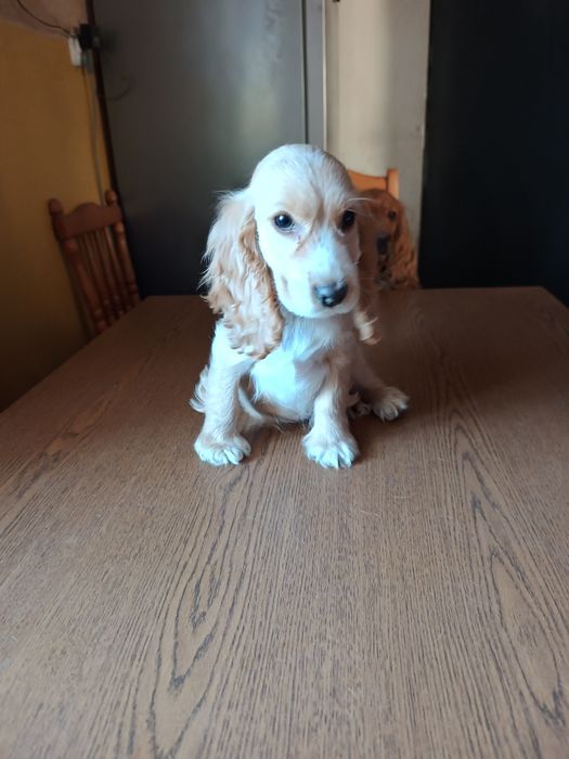 Cocker spaniel angielski piesek