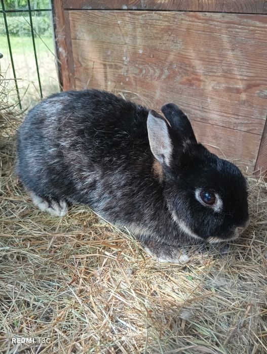 2 króliki do oddania za darmo do adopcji