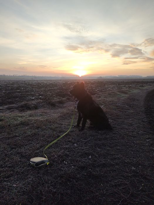 Кинолог дрессировка собак