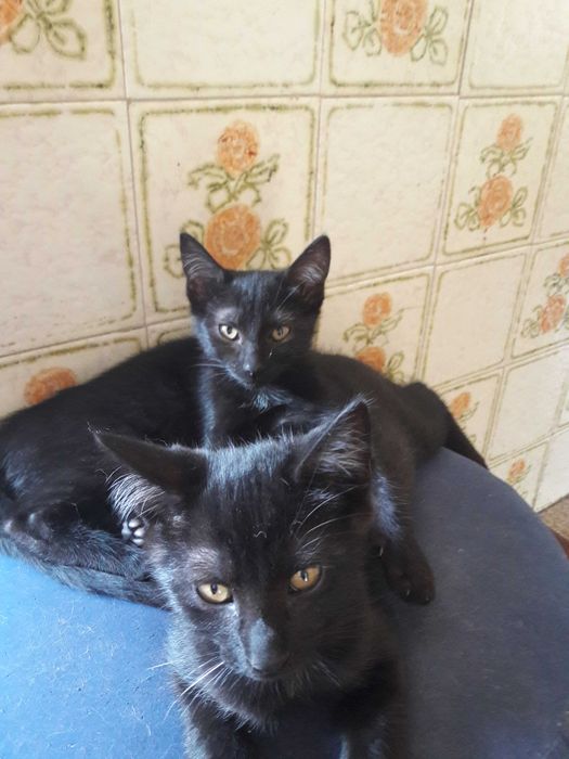 Gatinho e gatinha pretos - zona de Coimbra