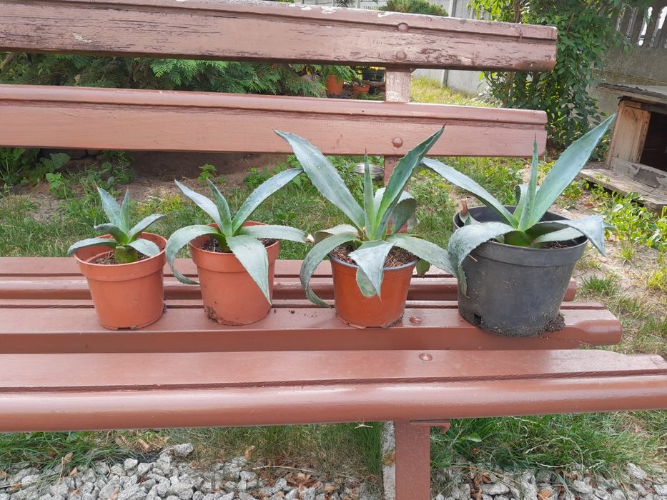 agawy  różnej wielkości zamienię bądź sprzedam