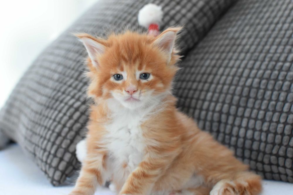 Kocurek Maine Coon/Rodowód FPL